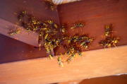 ハチの巣駆除